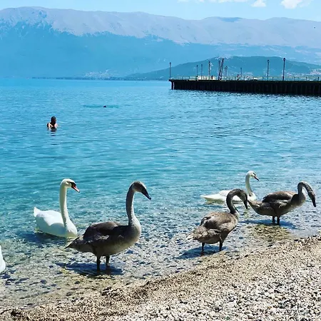 Apartment Syzo Pogradec