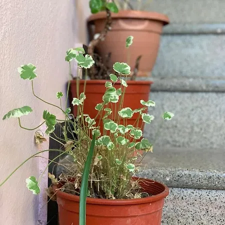 Apartment Syzo